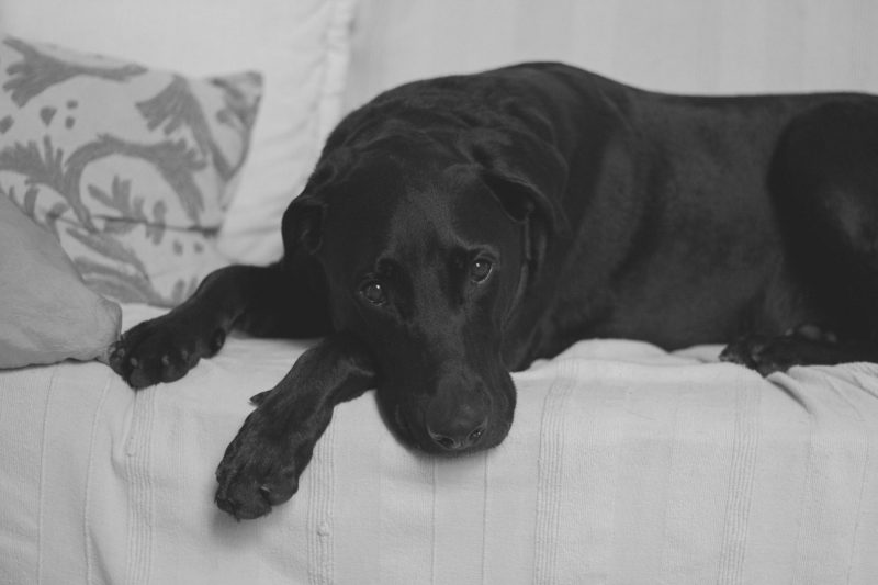 The black lab in the cage beside…