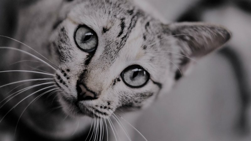 Hello world! I’m watching you.