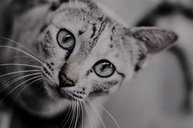 Hello world! I’m watching you.