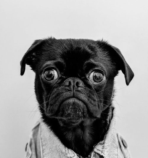 Sponsor to Become a Character!