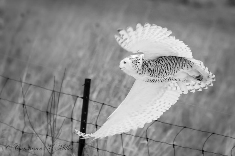 Hedwig’s Rescue