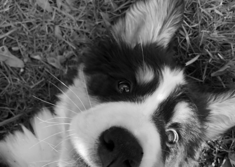 Puppies and Cupcakes! Please donate.